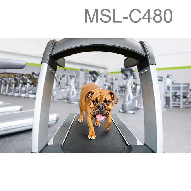 Cheap dog treadmill AM-C300 – Amain