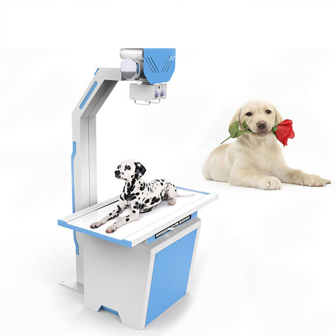 Veterinary x ray dog cat cost AMVX17