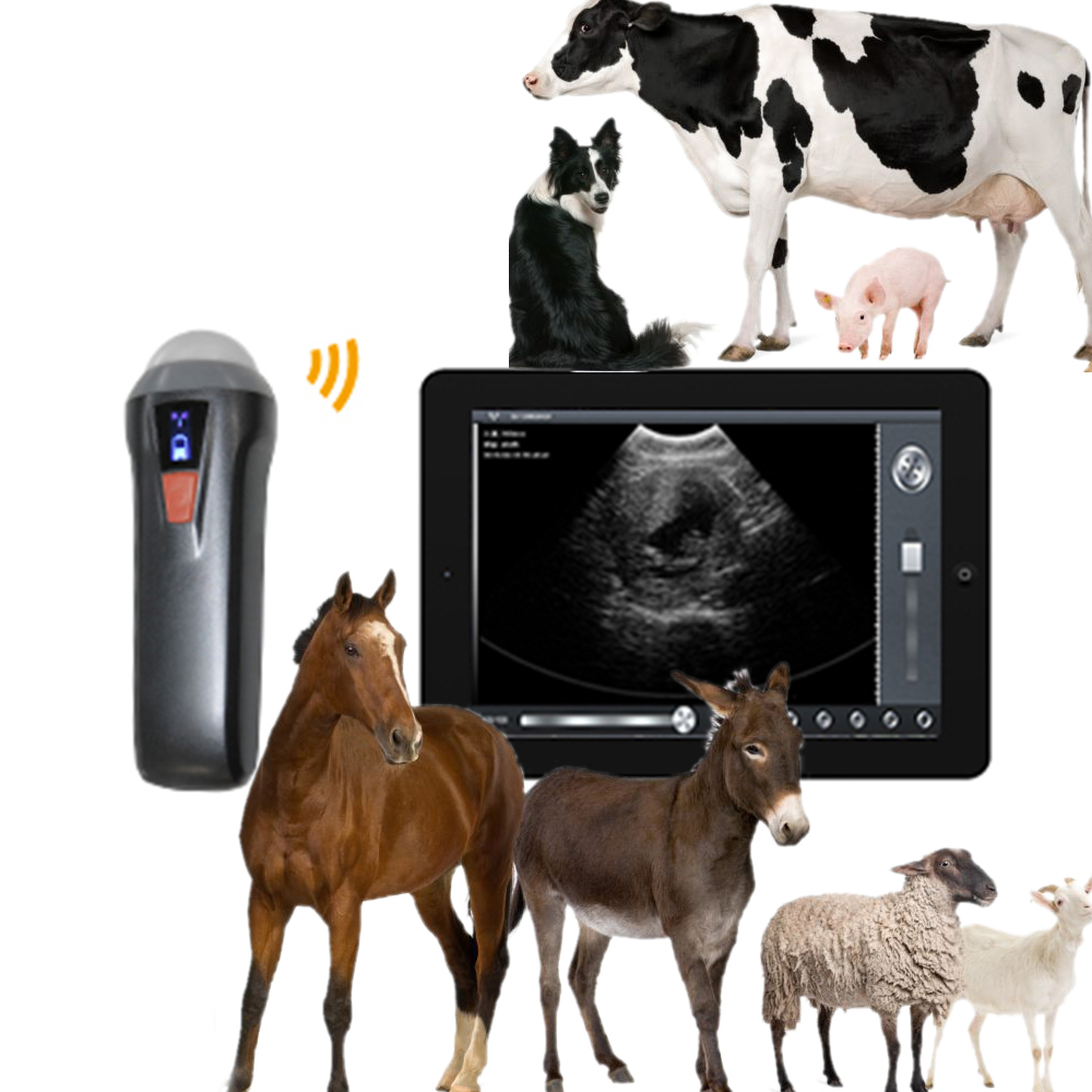 Amain OEM/ODM  waterproof Animal Pregnancy Portable Veterinary medical ultrasound instruments